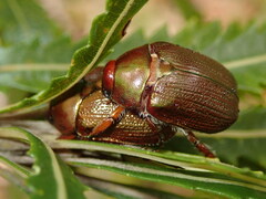 Anoplognathus multiseriatus