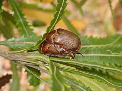 Anoplognathus multiseriatus