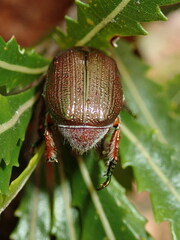 Anoplognathus multiseriatus