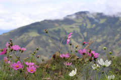 Cosmos bipinnatus