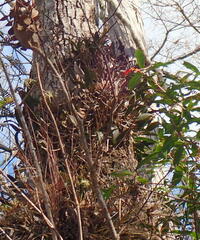 Epidendrum conopseum