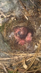 Thryothorus ludovicianus