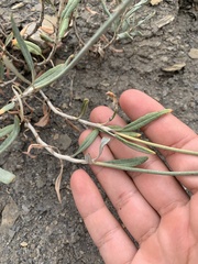 Eriogonum lonchophyllum