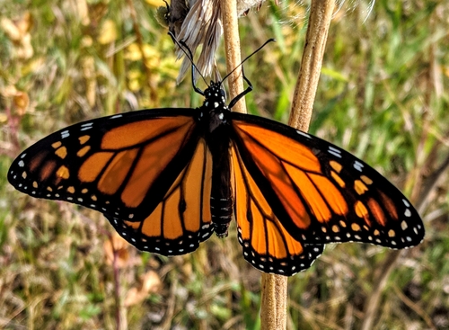 Monarch photographed in North Dakota