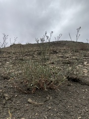Eriogonum lonchophyllum
