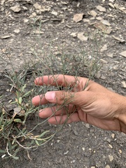 Eriogonum lonchophyllum