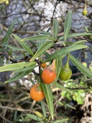 Solanum laciniatum