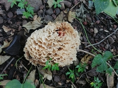 Sparassis spathulata