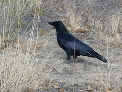 Corvus brachyrhynchos
