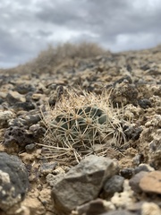 Sclerocactus glaucus