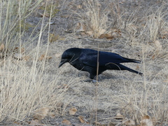 Corvus brachyrhynchos
