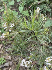Stevia salicifolia