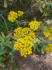 Senecio odoratus