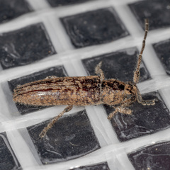 Ataxia crypta