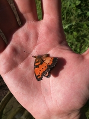 Precis octavia octavia