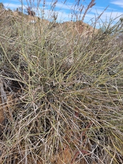 Ephedra aspera