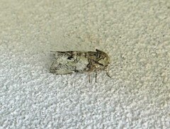 Macrurocampa marthesia
