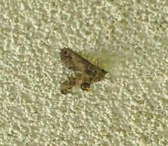 Paectes abrostoloides