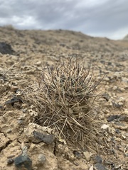 Sclerocactus glaucus