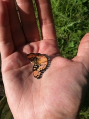 Precis octavia octavia