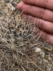 Sclerocactus glaucus