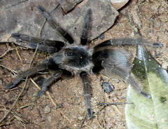 Proshapalopus amazonicus