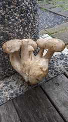 Macrocybe gigantea