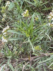Stevia salicifolia