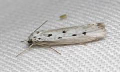 Ethmia terminella