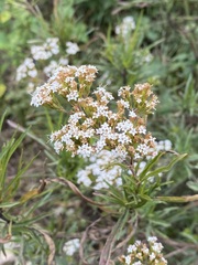Stevia salicifolia