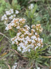 Stevia salicifolia