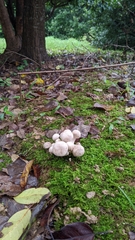 Macrocybe gigantea
