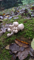 Macrocybe gigantea