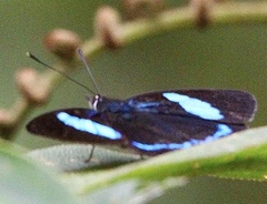 Diaethria