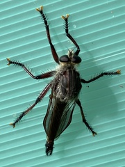 Neoaratus hercules