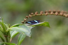 Diaethria