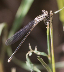 Argia alberta