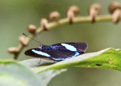 Diaethria