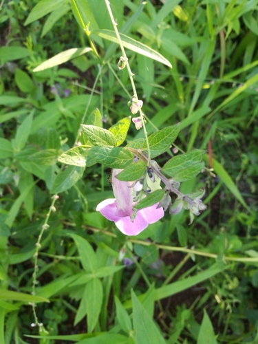 Sesamum sesamoides, photograph 2