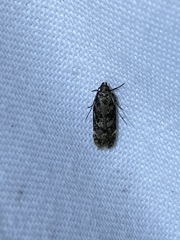 Chionodes formosella