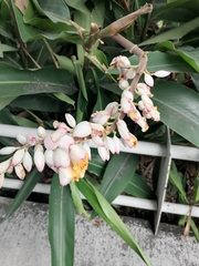 Alpinia zerumbet