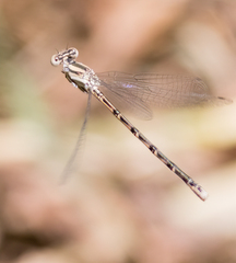 Argia alberta