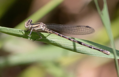 Argia alberta