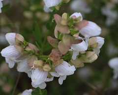 Prostanthera striatiflora
