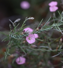 Convolvulus remotus