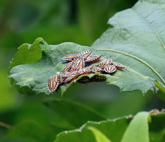 Piezosternum subulatum