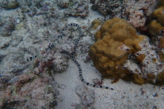 Myrichthys colubrinus