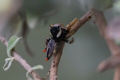 Phidippus arizonensis