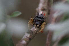 Phidippus arizonensis