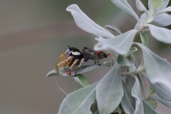 Phidippus arizonensis